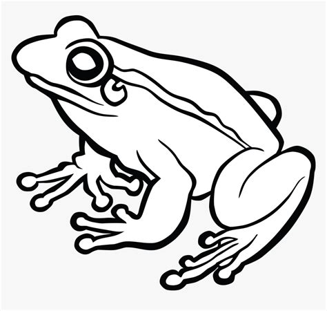 black and white clipart frog|amphibians clip art black and white.